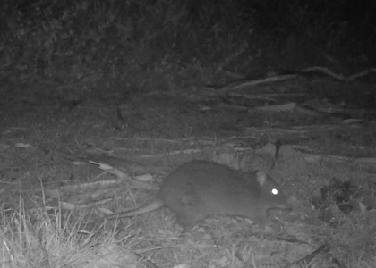 spotted-tailed quoll